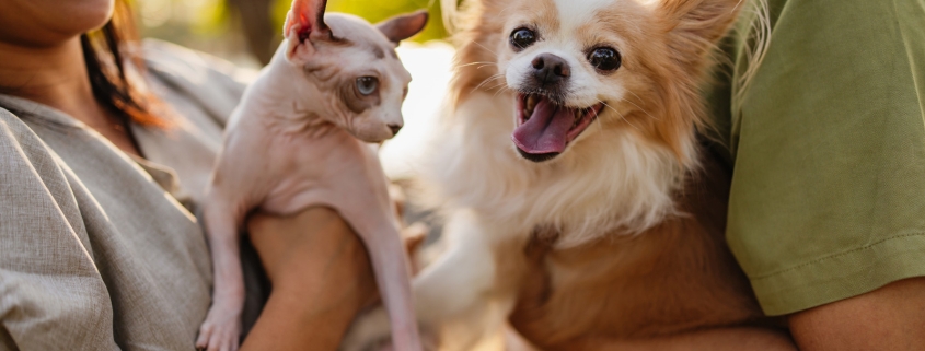 Your Pets Will Thank You For These 4 Gadgets From Costco