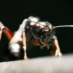 Air Pollution Is Wreaking Havoc on Ants, And The Effects Are Alarming : ScienceAlert