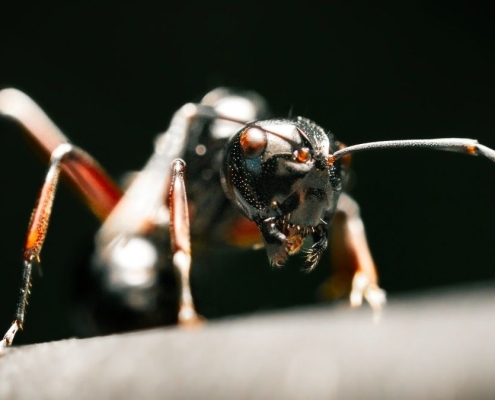 Air Pollution Is Wreaking Havoc on Ants, And The Effects Are Alarming : ScienceAlert