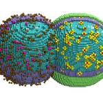 Digital Twin of a Cell Tracks Its Entire Life Cycle Down to the Nanoscale