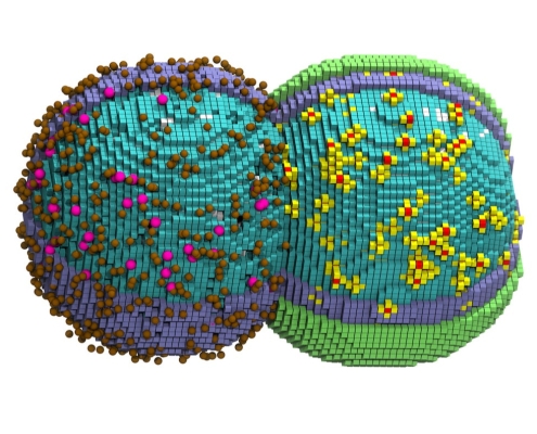 Digital Twin of a Cell Tracks Its Entire Life Cycle Down to the Nanoscale
