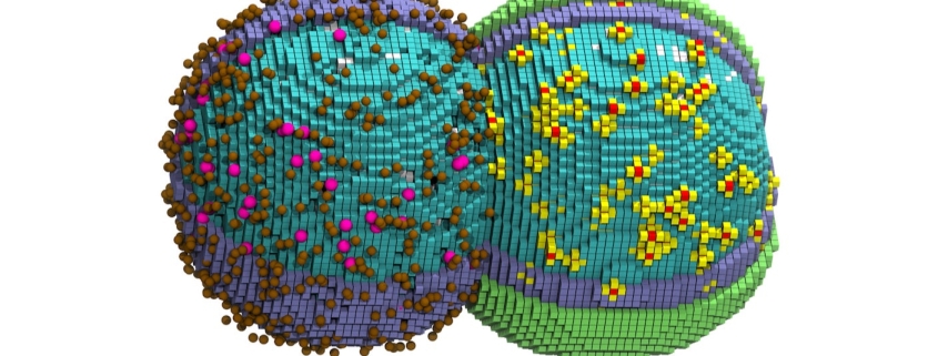 Digital Twin of a Cell Tracks Its Entire Life Cycle Down to the Nanoscale