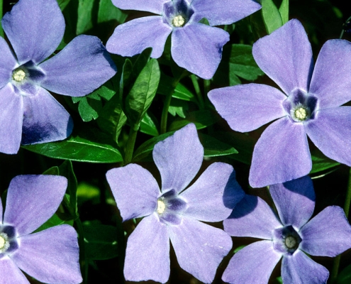 Periwinkle is making self-hosted social media on Bluesky’s AT Protocol even easier Periwinkle is making self-hosted social media on Bluesky’s AT Protocol even easier