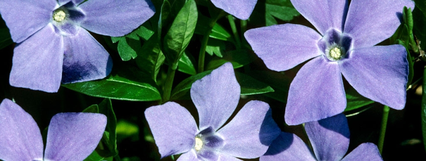 Periwinkle is making self-hosted social media on Bluesky’s AT Protocol even easier