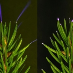 Trees Seen Emitting a Ghostly Light During a Thunderstorm For The First Time : ScienceAlert