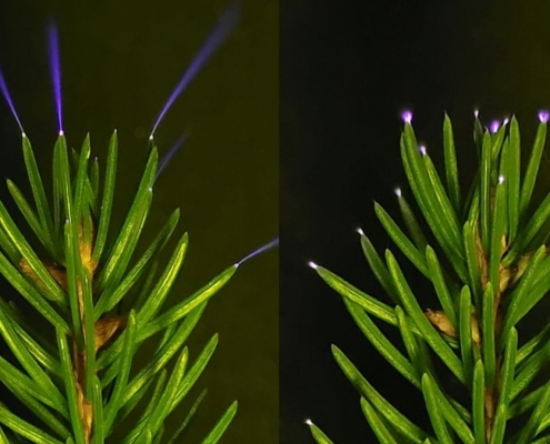 Trees Seen Emitting a Ghostly Light During a Thunderstorm For The First Time : ScienceAlert