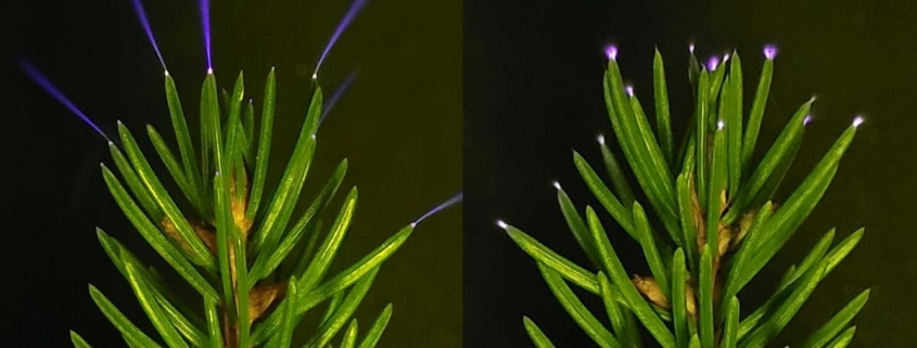 Trees Seen Emitting a Ghostly Light During a Thunderstorm For The First Time : ScienceAlert