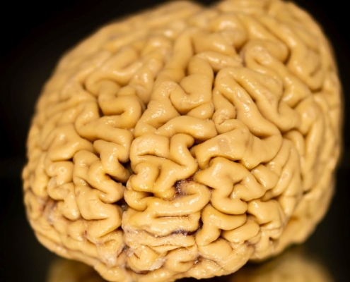 Superagers’ ‘Secret Ingredient’ May Be The Growth of New Brain Cells : ScienceAlert