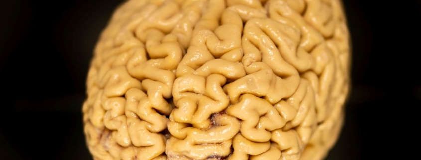 Superagers’ ‘Secret Ingredient’ May Be The Growth of New Brain Cells : ScienceAlert