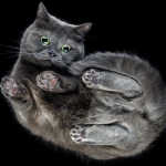 Scientists Discover a New Twist in Why Falling Cats Land on Their Feet : ScienceAlert