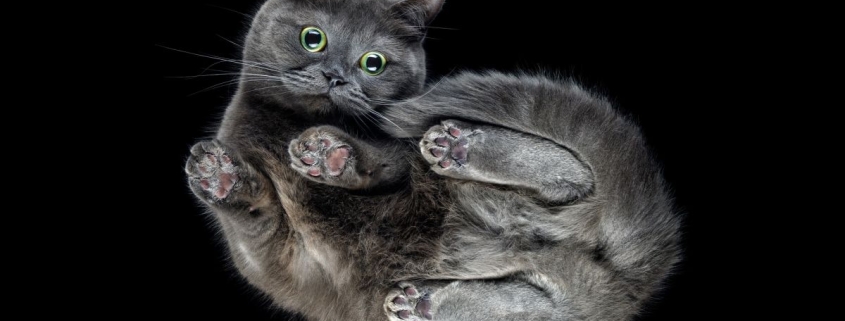 Scientists Discover a New Twist in Why Falling Cats Land on Their Feet : ScienceAlert