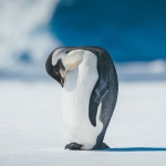 Antarctica’s Iconic Emperor Penguins Are Endangered : ScienceAlert