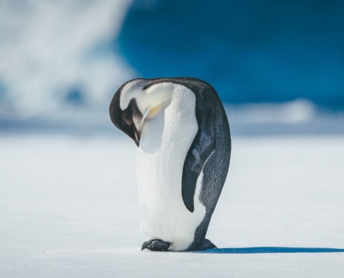 Antarctica’s Iconic Emperor Penguins Are Endangered : ScienceAlert