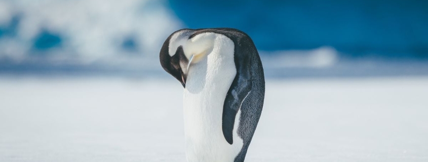 Antarctica’s Iconic Emperor Penguins Are Endangered : ScienceAlert