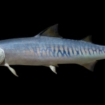 Tiny 436-Million-Year-Old Fish Fossil Rewrites the Origins of Vertebrates