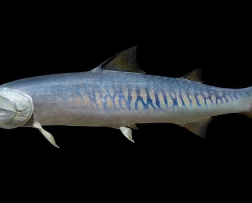 Tiny 436-Million-Year-Old Fish Fossil Rewrites the Origins of Vertebrates