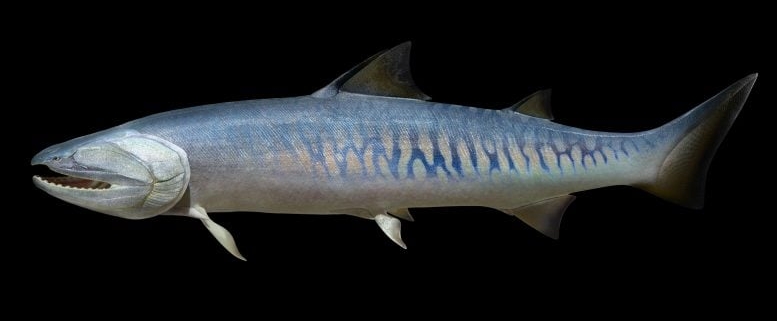 Tiny 436-Million-Year-Old Fish Fossil Rewrites the Origins of Vertebrates Tiny 436-Million-Year-Old Fish Fossil Rewrites the Origins of Vertebrates