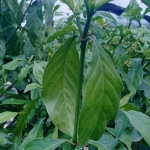 Tobacco plant altered to produce five psychedelic drugs