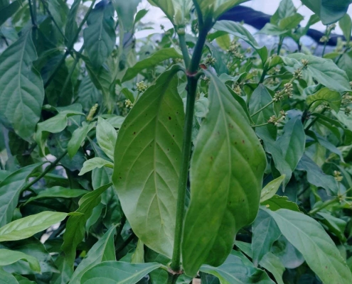 Tobacco plant altered to produce five psychedelic drugs Tobacco plant altered to produce five psychedelic drugs