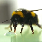 Bumblebees surprise scientists by showing a sense of rhythm