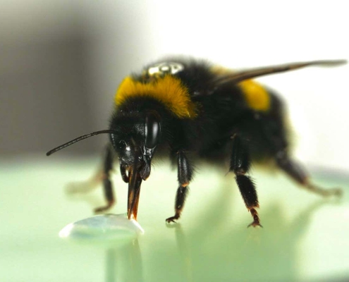 Bumblebees surprise scientists by showing a sense of rhythm Bumblebees surprise scientists by showing a sense of rhythm