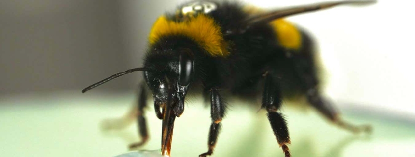 Bumblebees surprise scientists by showing a sense of rhythm