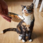 Tweaking the smell of cat food can encourage fussy felines to eat Tweaking the smell of cat food can encourage fussy felines to eat