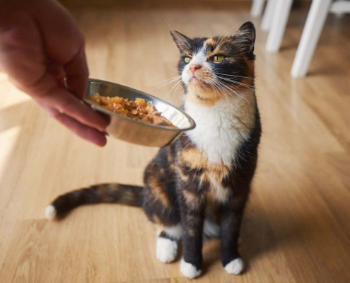 Tweaking the smell of cat food can encourage fussy felines to eat Tweaking the smell of cat food can encourage fussy felines to eat