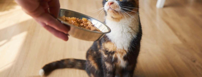 Tweaking the smell of cat food can encourage fussy felines to eat Tweaking the smell of cat food can encourage fussy felines to eat