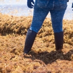 AI Reveals Explosive Growth of Floating Algae Across the World’s Oceans