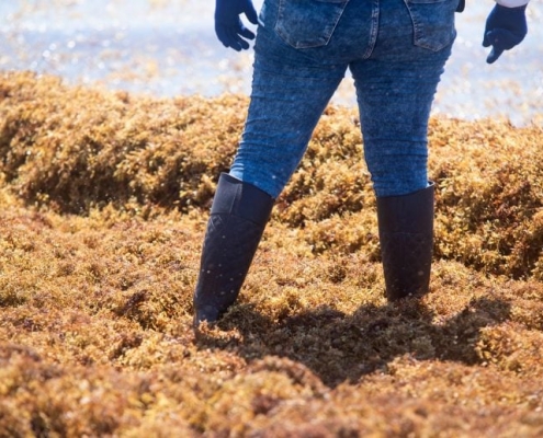 AI Reveals Explosive Growth of Floating Algae Across the World’s Oceans