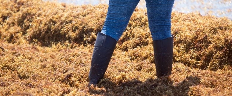 AI Reveals Explosive Growth of Floating Algae Across the World’s Oceans