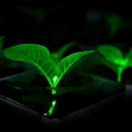 Chinese Scientists Bioengineering Plants With Firefly Genes to Glow, in Effort to Light Cities at Night Chinese Scientists Bioengineering Plants With Firefly Genes to Glow, in Effort to Light Cities at Night
