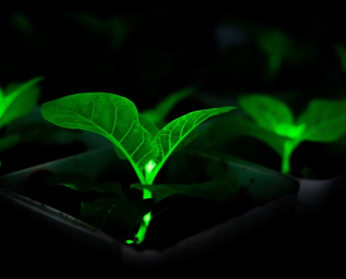 Chinese Scientists Bioengineering Plants With Firefly Genes to Glow, in Effort to Light Cities at Night