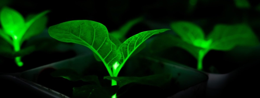 Chinese Scientists Bioengineering Plants With Firefly Genes to Glow, in Effort to Light Cities at Night