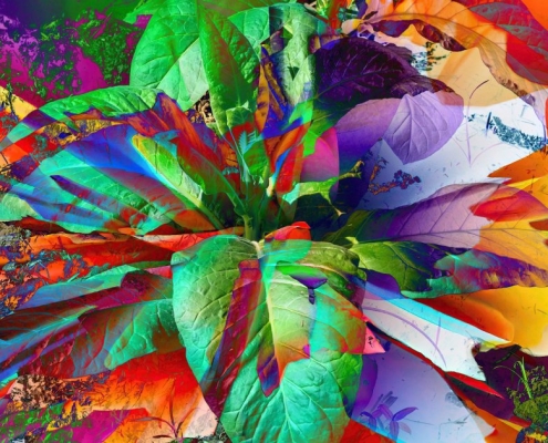 Scientists Gene Hacked a Plant So It Grows Five Types of Psychoactive Drugs at Once