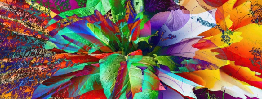 Scientists Gene Hacked a Plant So It Grows Five Types of Psychoactive Drugs at Once