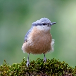 5 Of The Coolest Gadgets Any Bird Watcher Would Enjoy