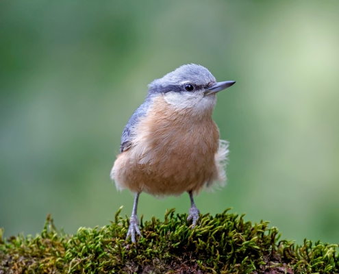 5 Of The Coolest Gadgets Any Bird Watcher Would Enjoy