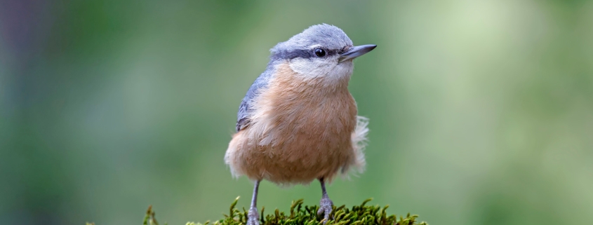 5 Of The Coolest Gadgets Any Bird Watcher Would Enjoy